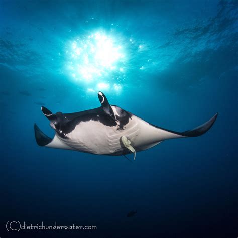 Exploring the unique anatomy of Hawaii's manta rays